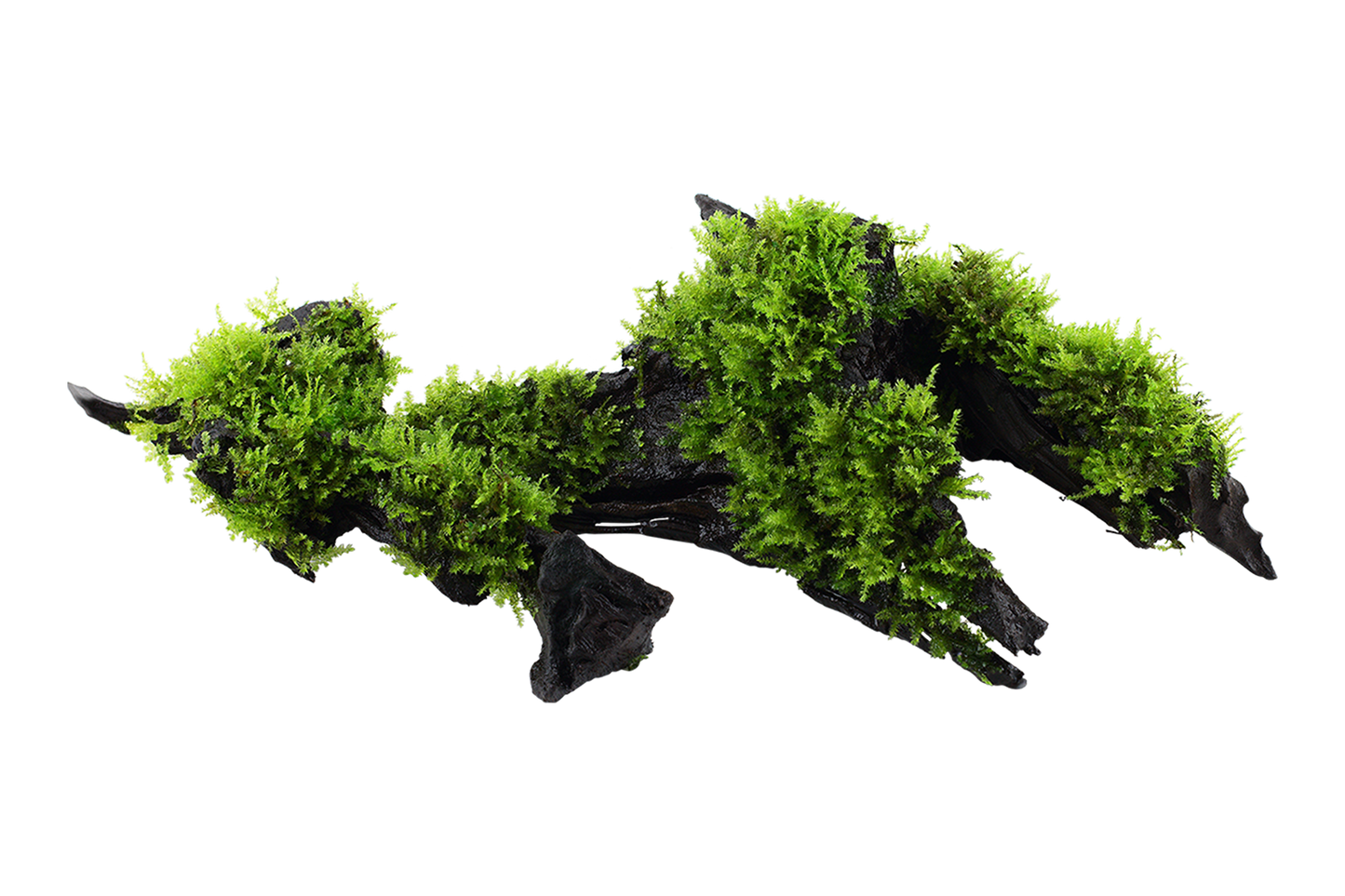 Vesicularia montagnei 'Christmas' on wood