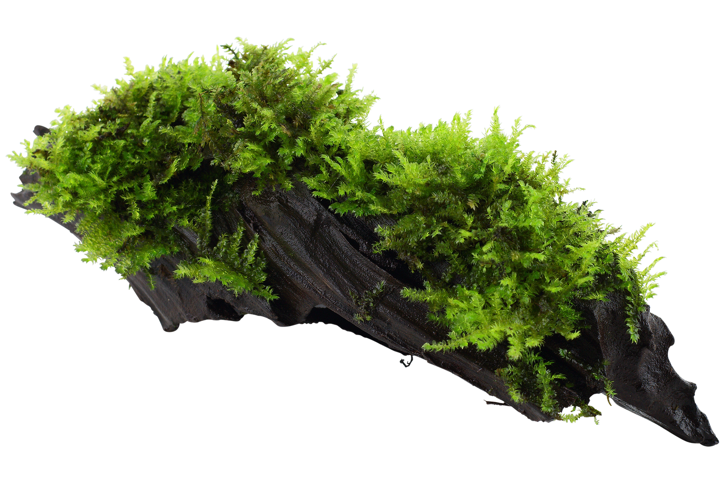 Vesicularia montagnei 'Christmas' on wood