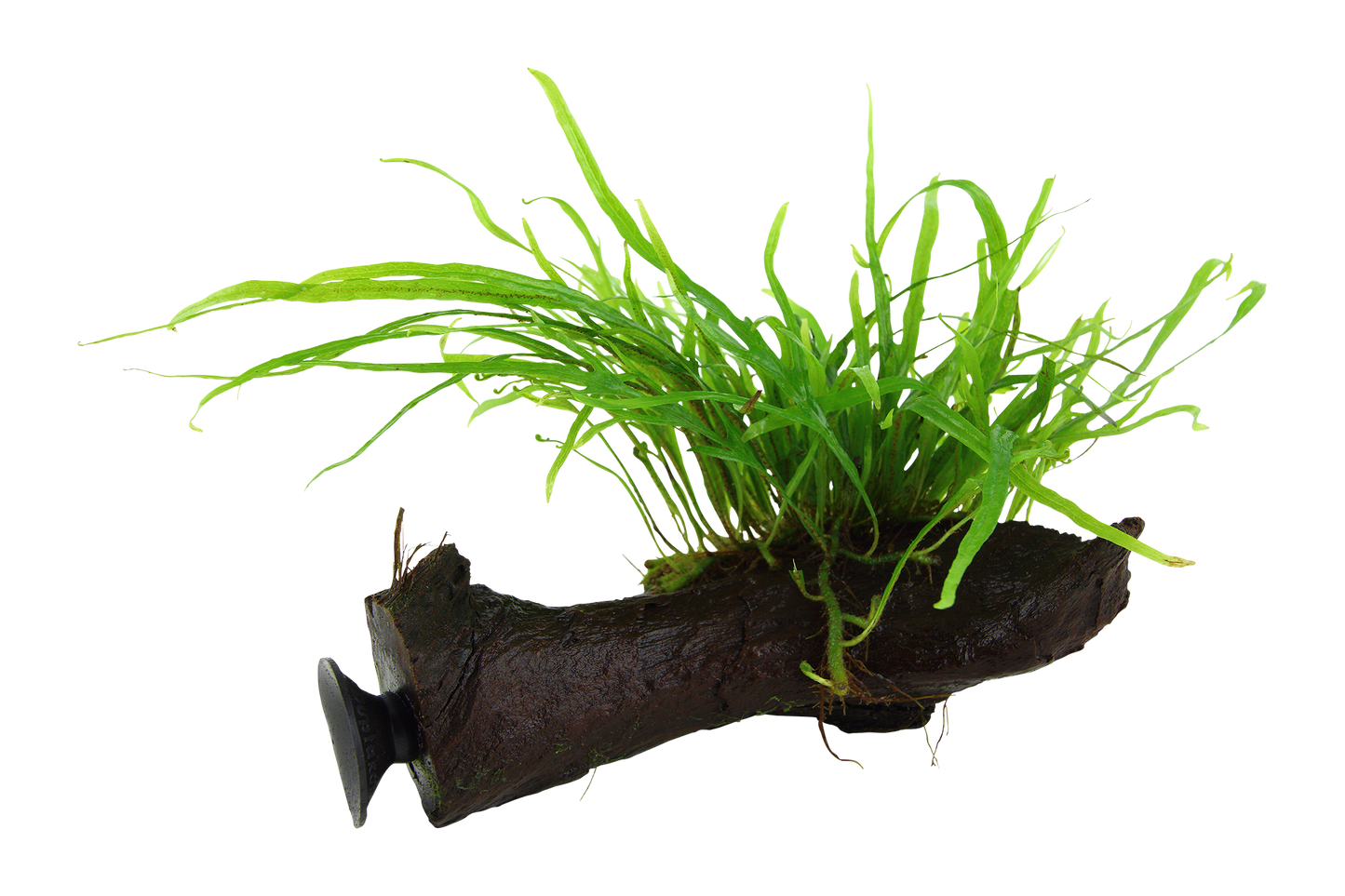 Microsorum pteropus 'Trident' on wood