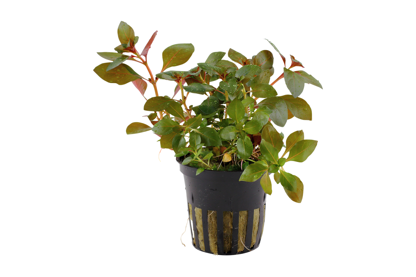 Ludwigia repens 'Rubin'