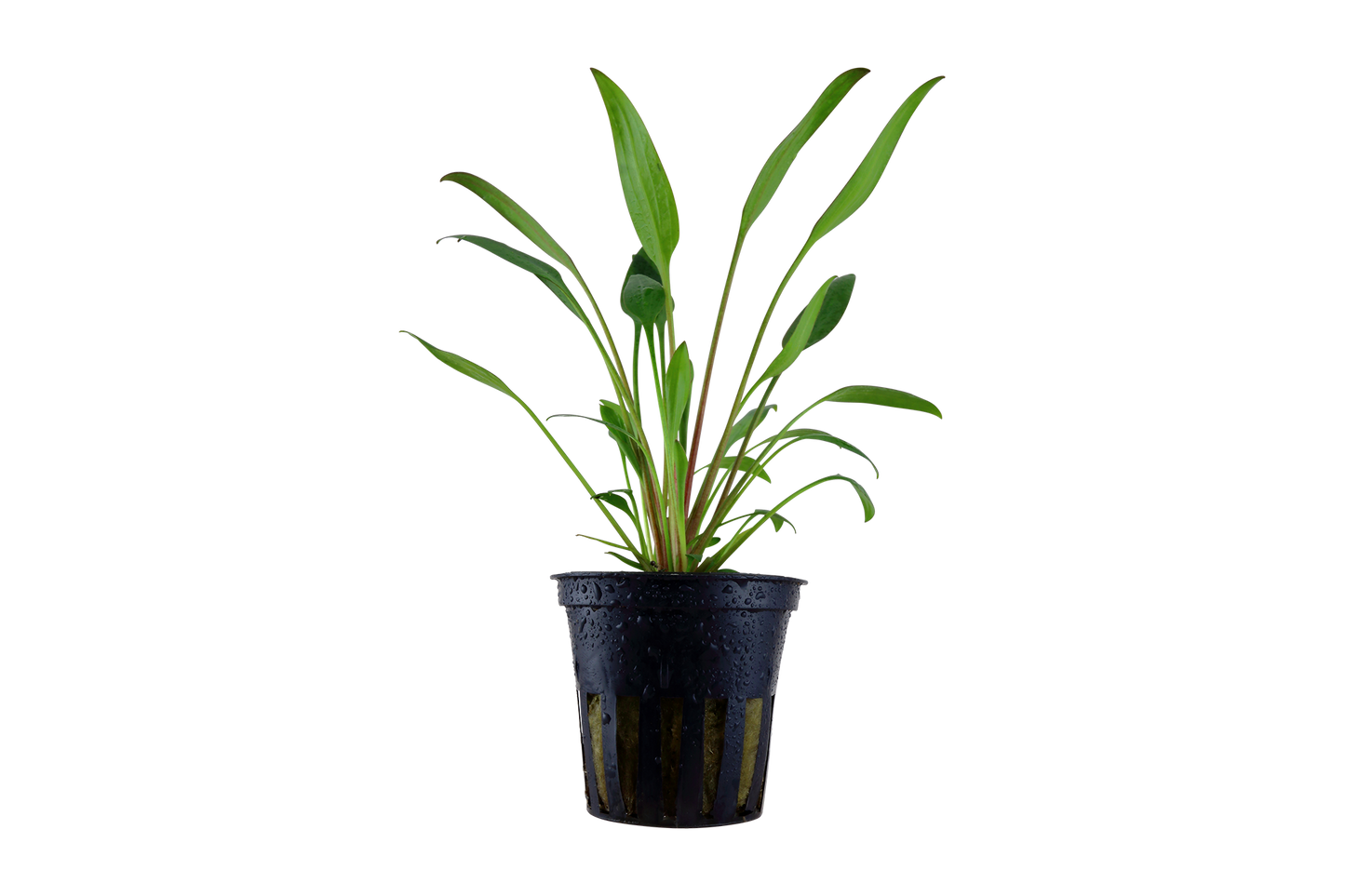 Cryptocoryne x willisii