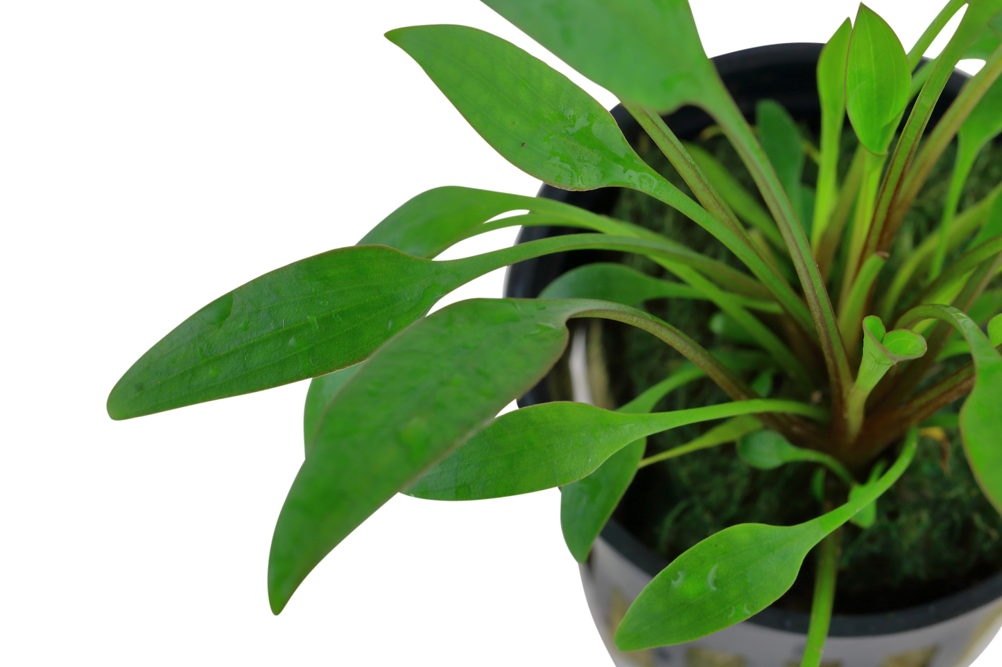 Cryptocoryne x willisii