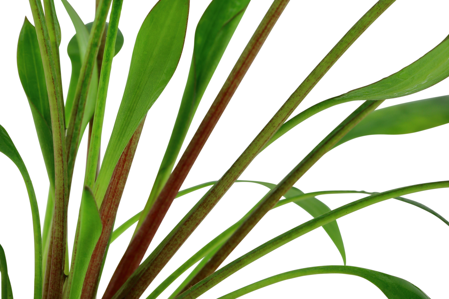 Cryptocoryne x willisii