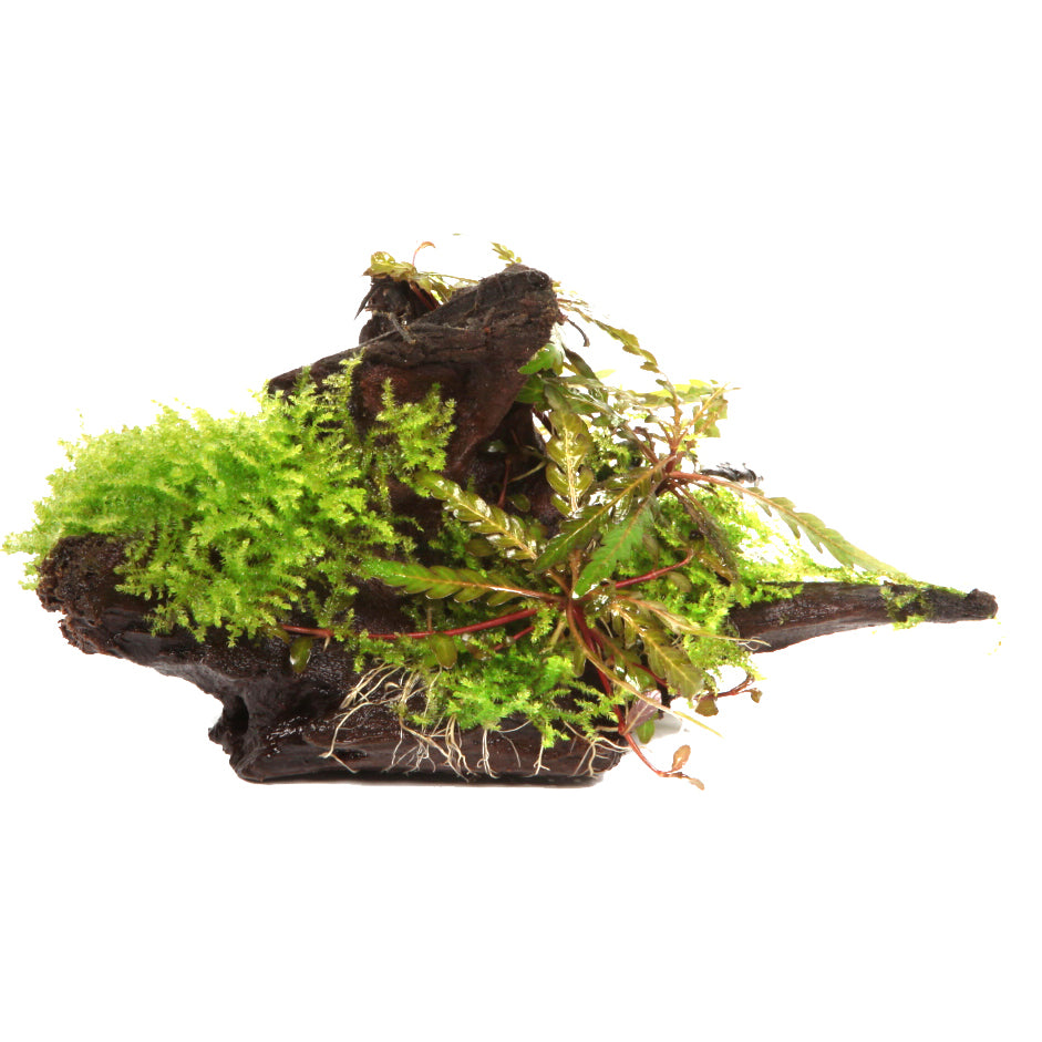 Hygrophila pinnatifida and moss on mangrove wood