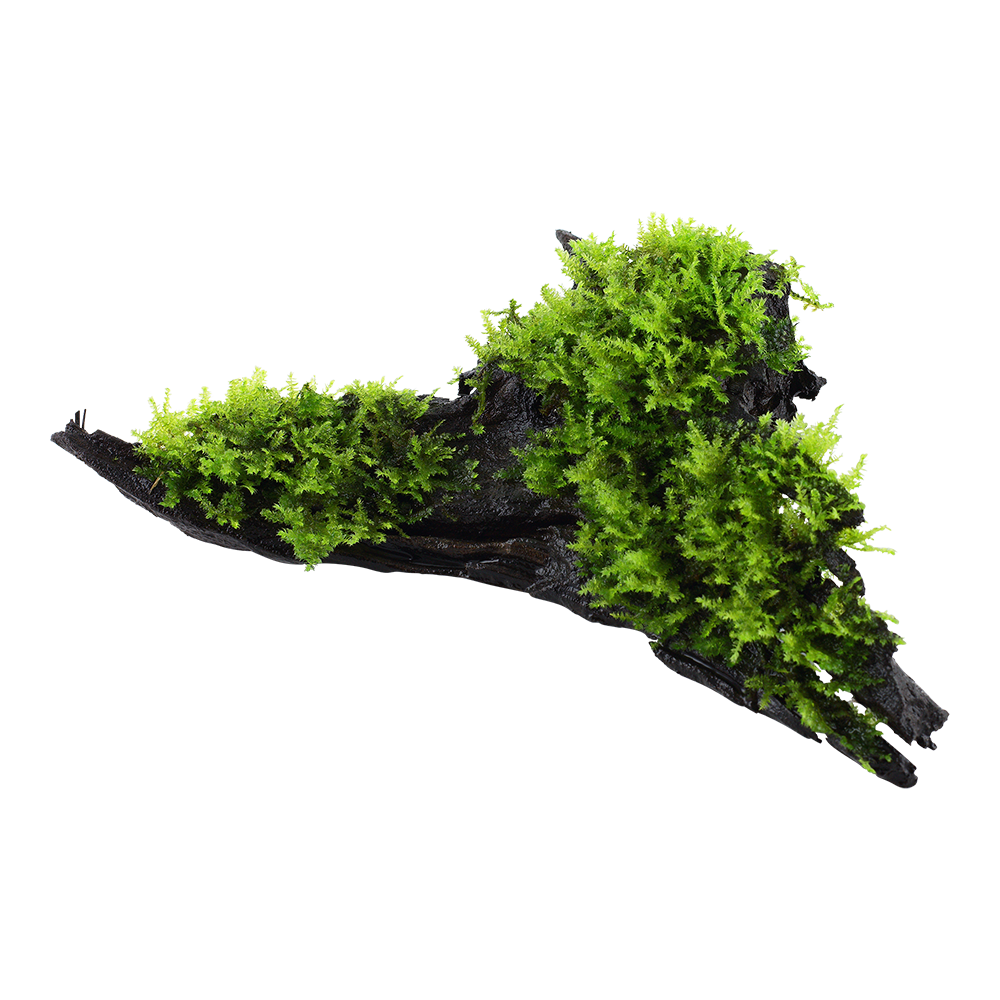 Vesicularia montagnei 'Christmas' on wood