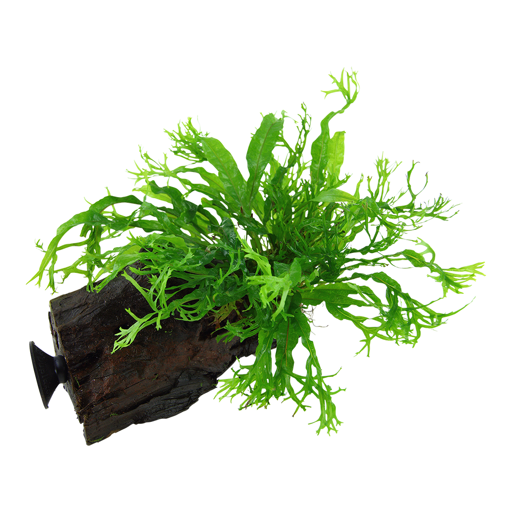 Microsorum pteropus 'Windeløv' on wood