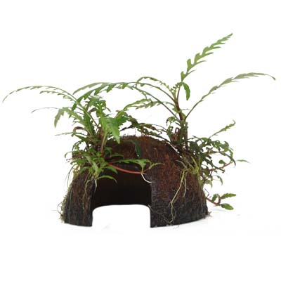 Hygrophila pinnatifida on coconut shell