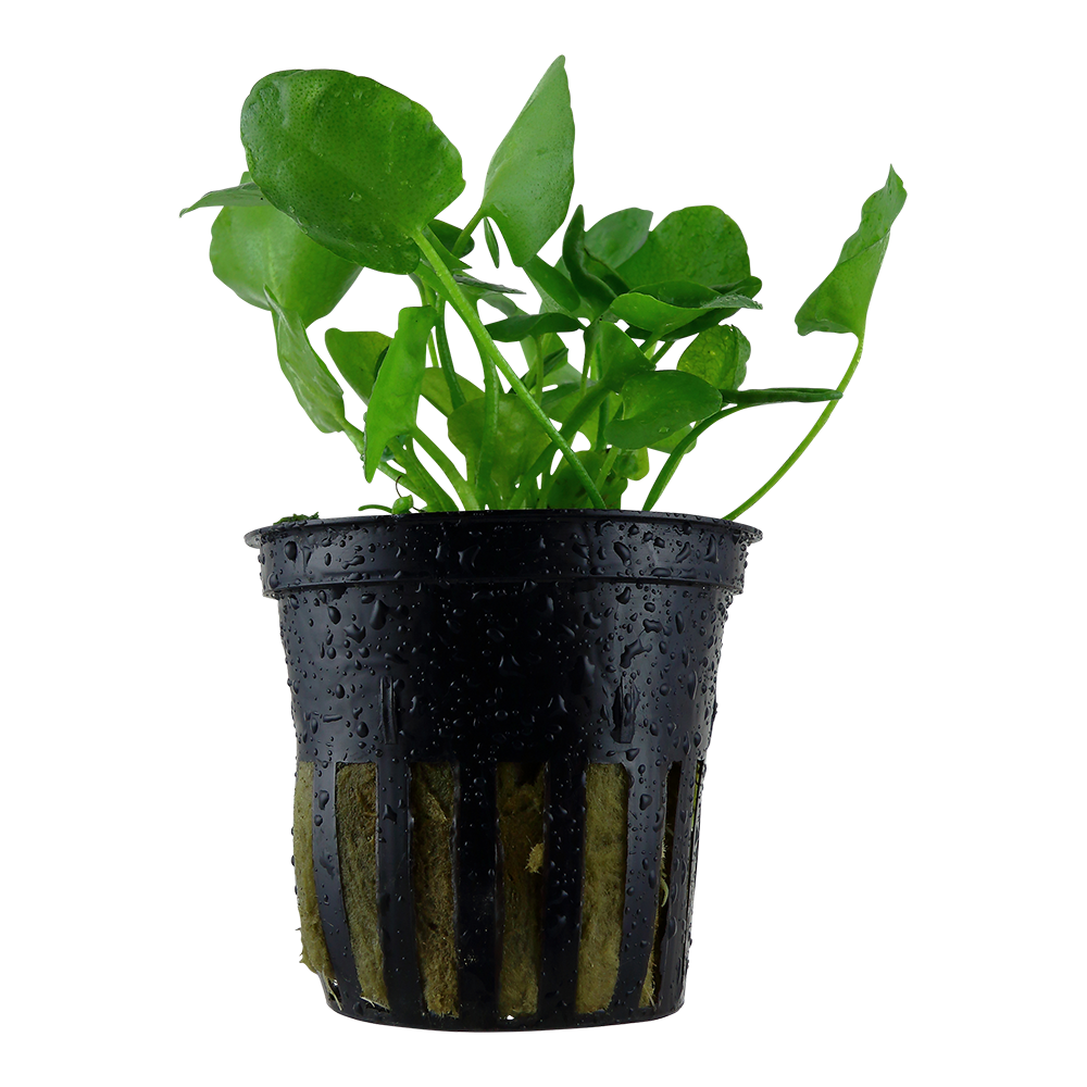 Nymphoides hydrophylla 'Taiwan'