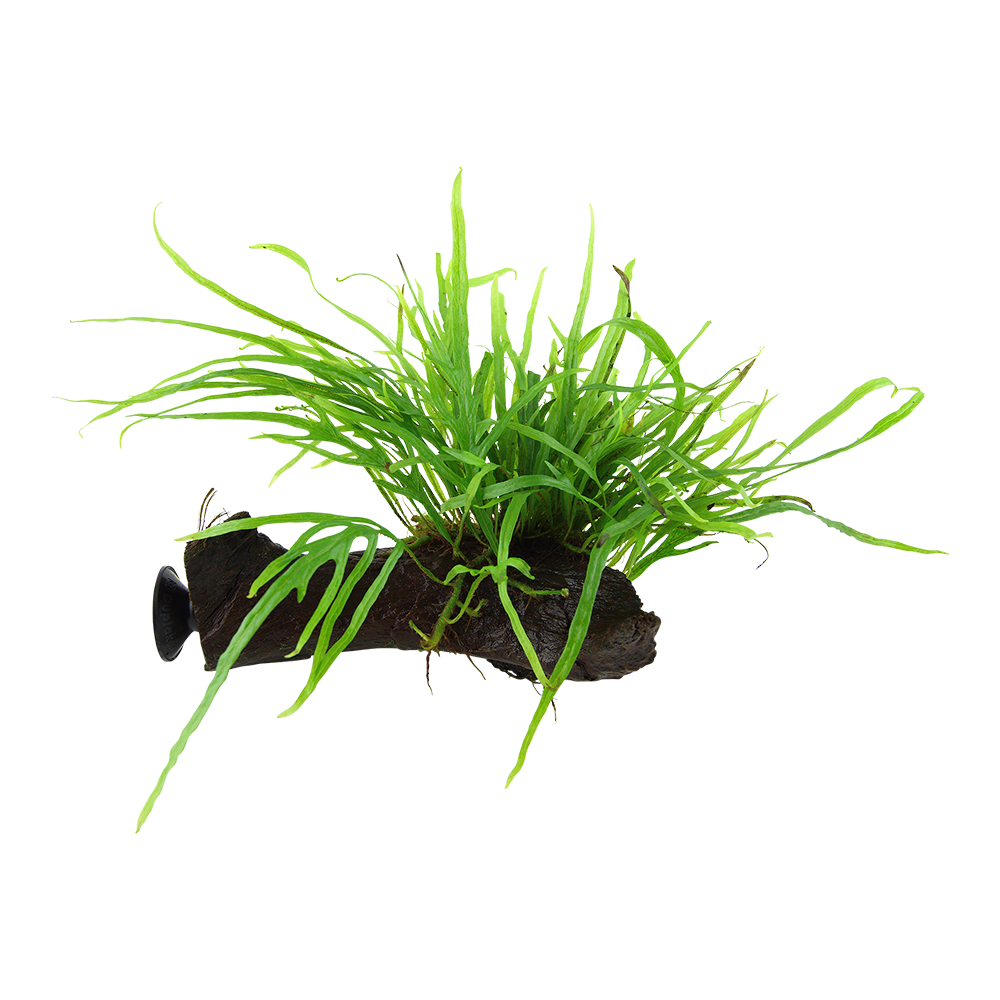 Microsorum pteropus 'Trident' on wood