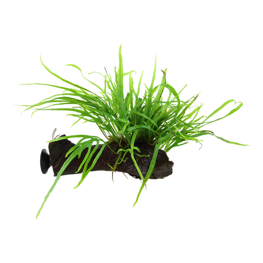 Microsorum pteropus 'Trident' on wood