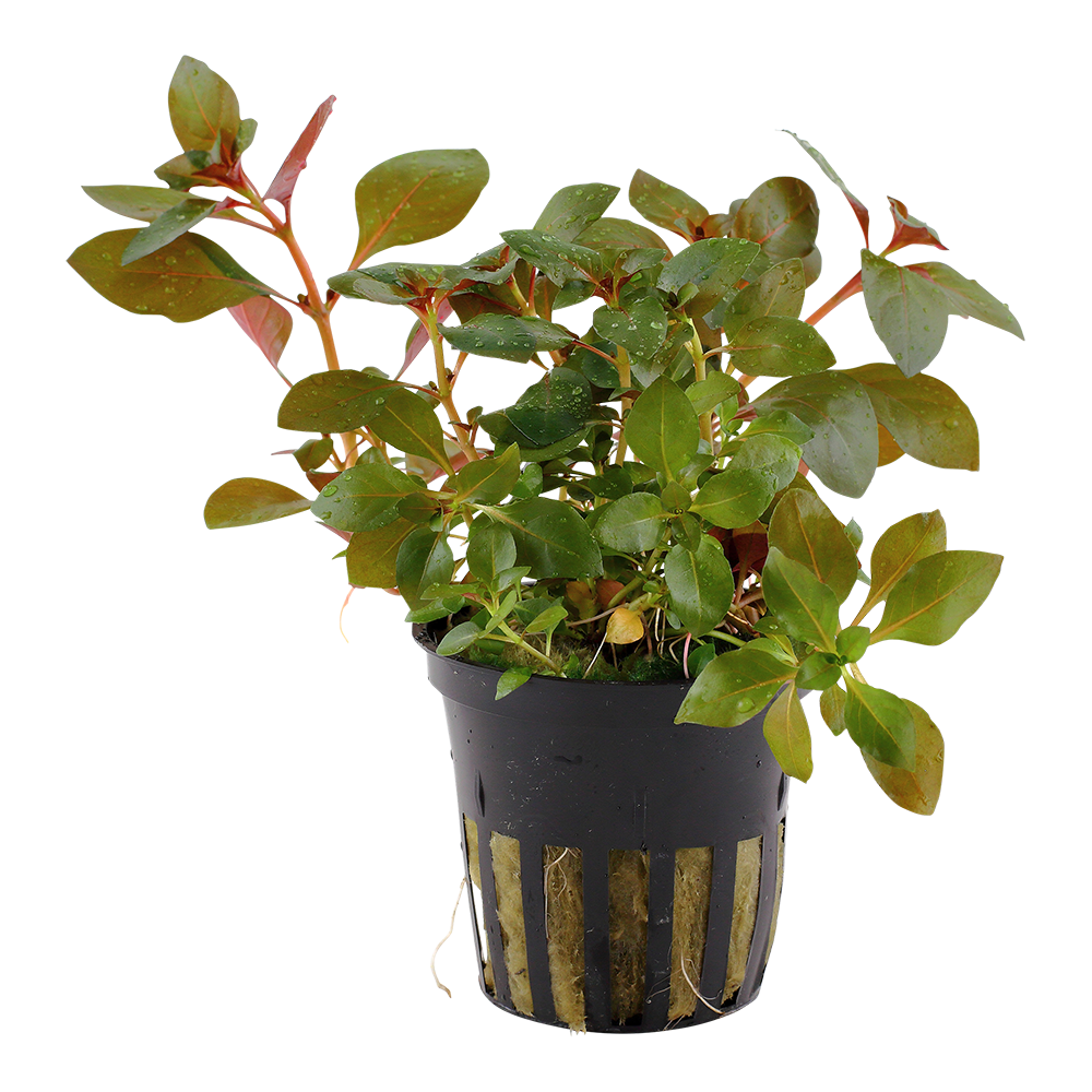 Ludwigia repens 'Rubin'
