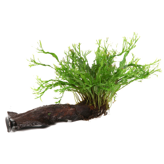 Microsorum pteropus 'Windeløv' on wood