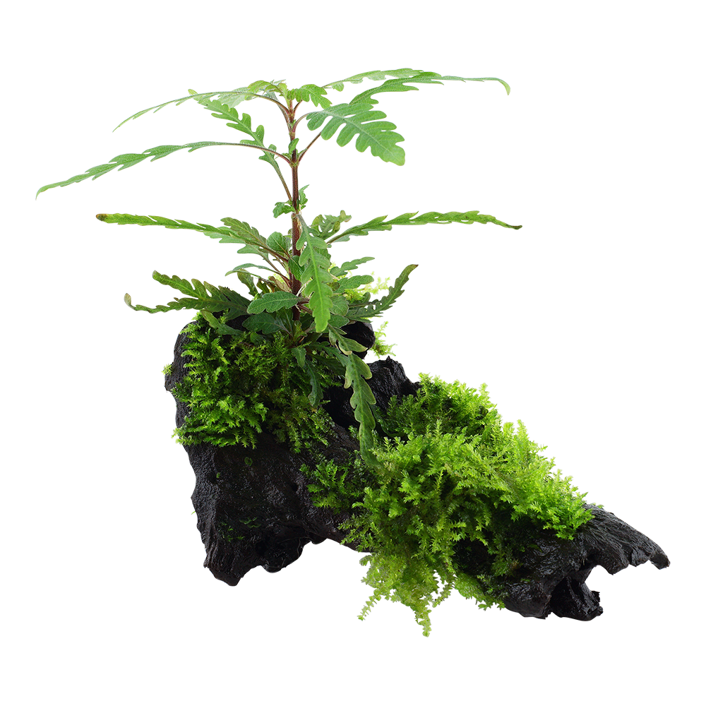Hygrophila pinnatifida and moss on mangrove wood