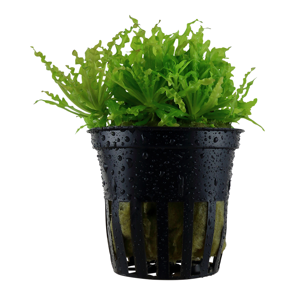 Pogostemon helferi