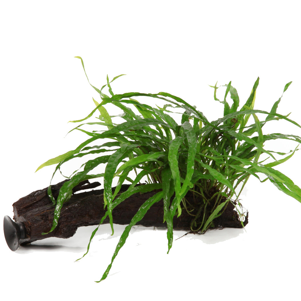 Microsorum pteropus 'Narrow' on wood