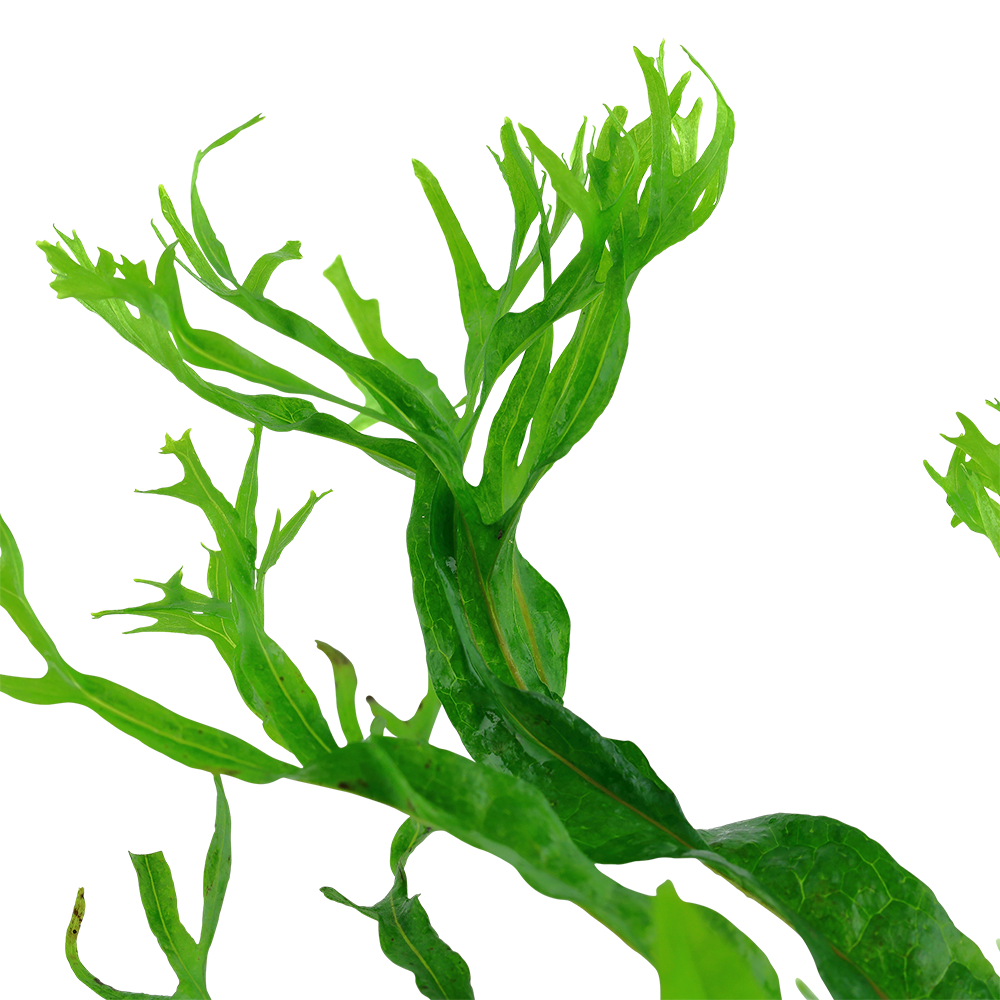 Microsorum pteropus 'Windeløv' on wood