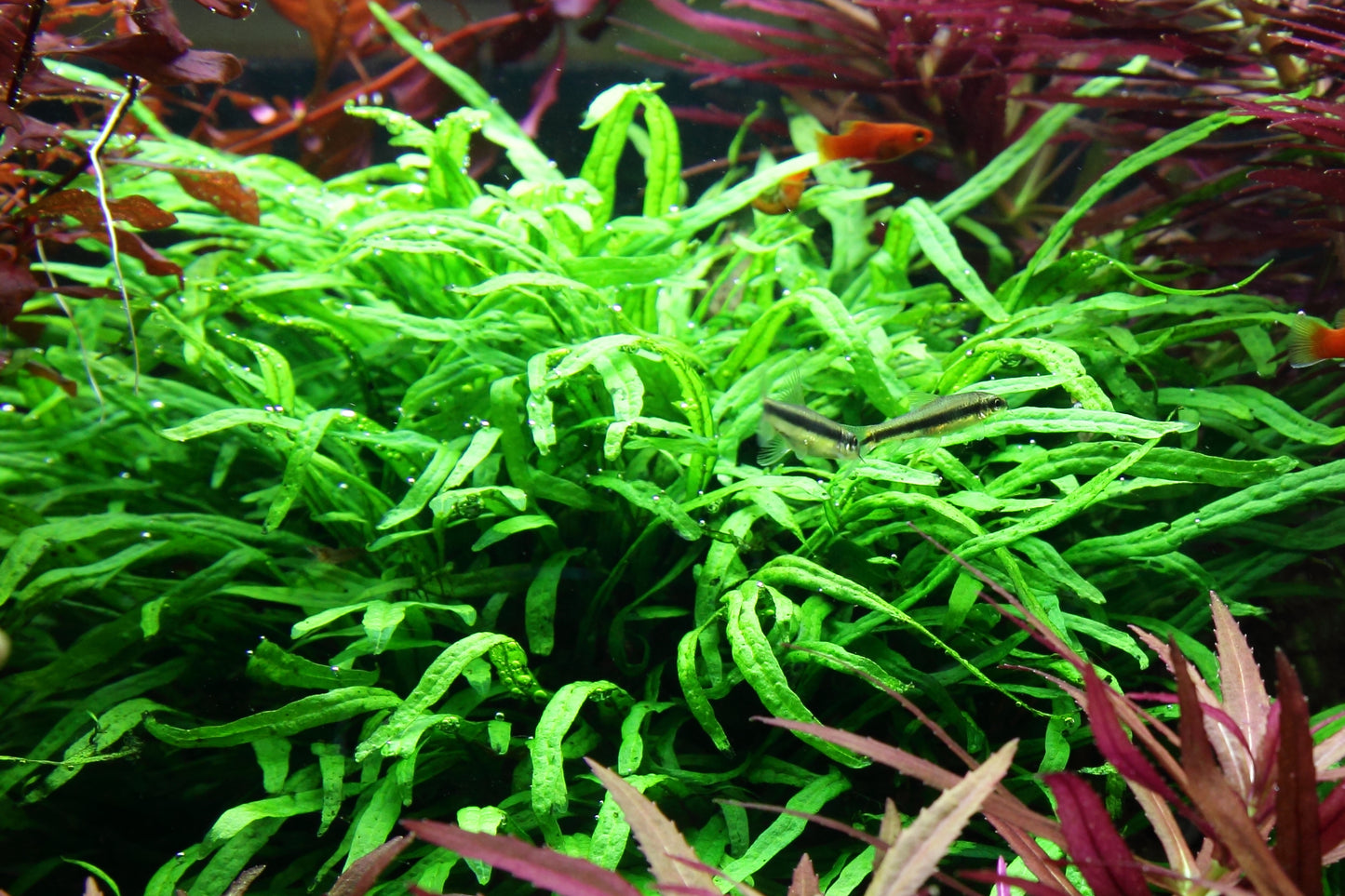 Microsorum pteropus 'Trident' on wood