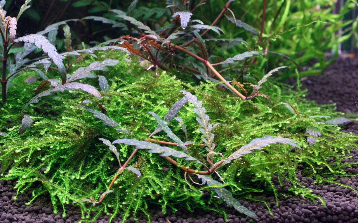 Hygrophila pinnatifida and moss on mangrove wood