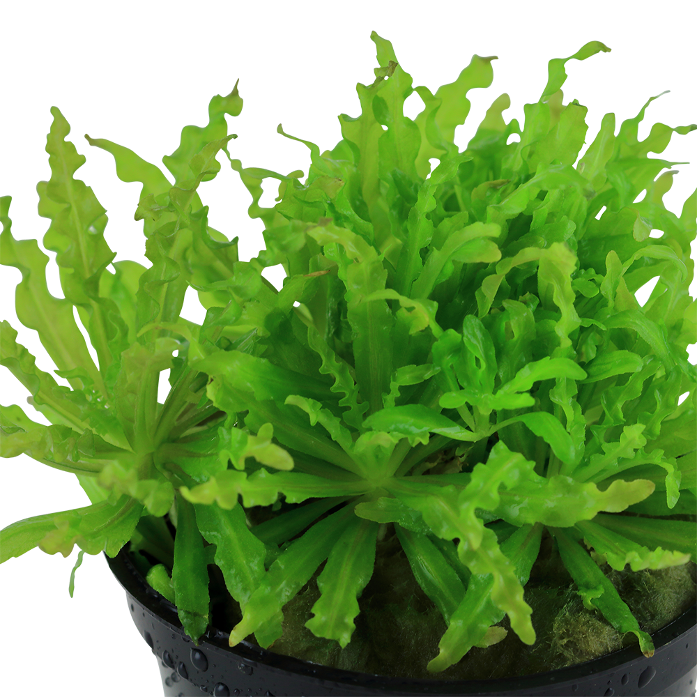 Pogostemon helferi