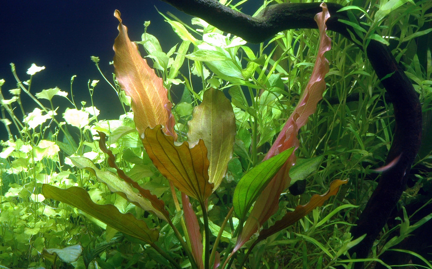 Echinodorus 'Rosé'