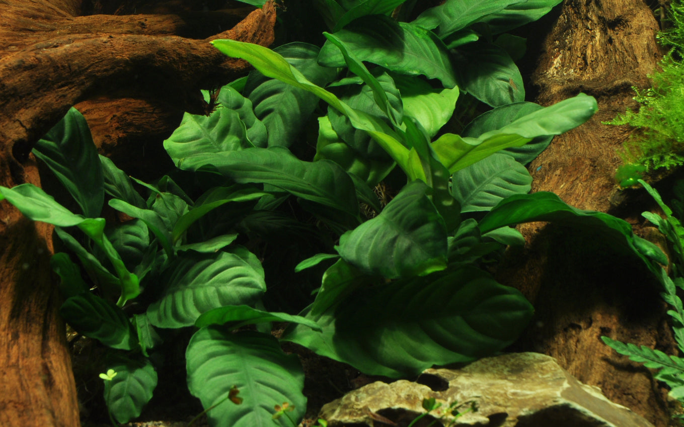 Anubias barteri var. 'Coffeifolia'