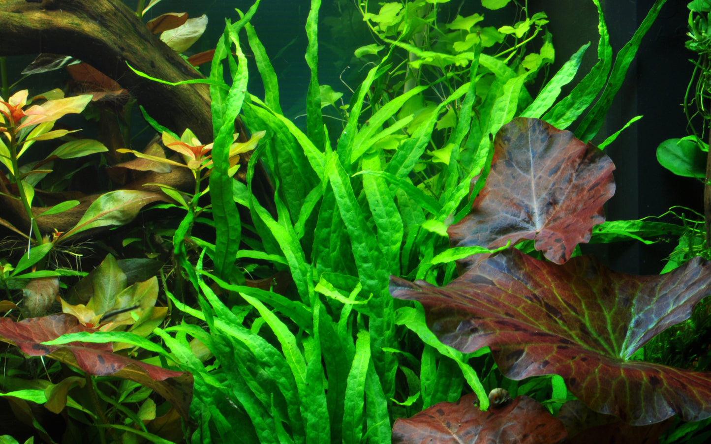 Microsorum pteropus 'Narrow' on wood