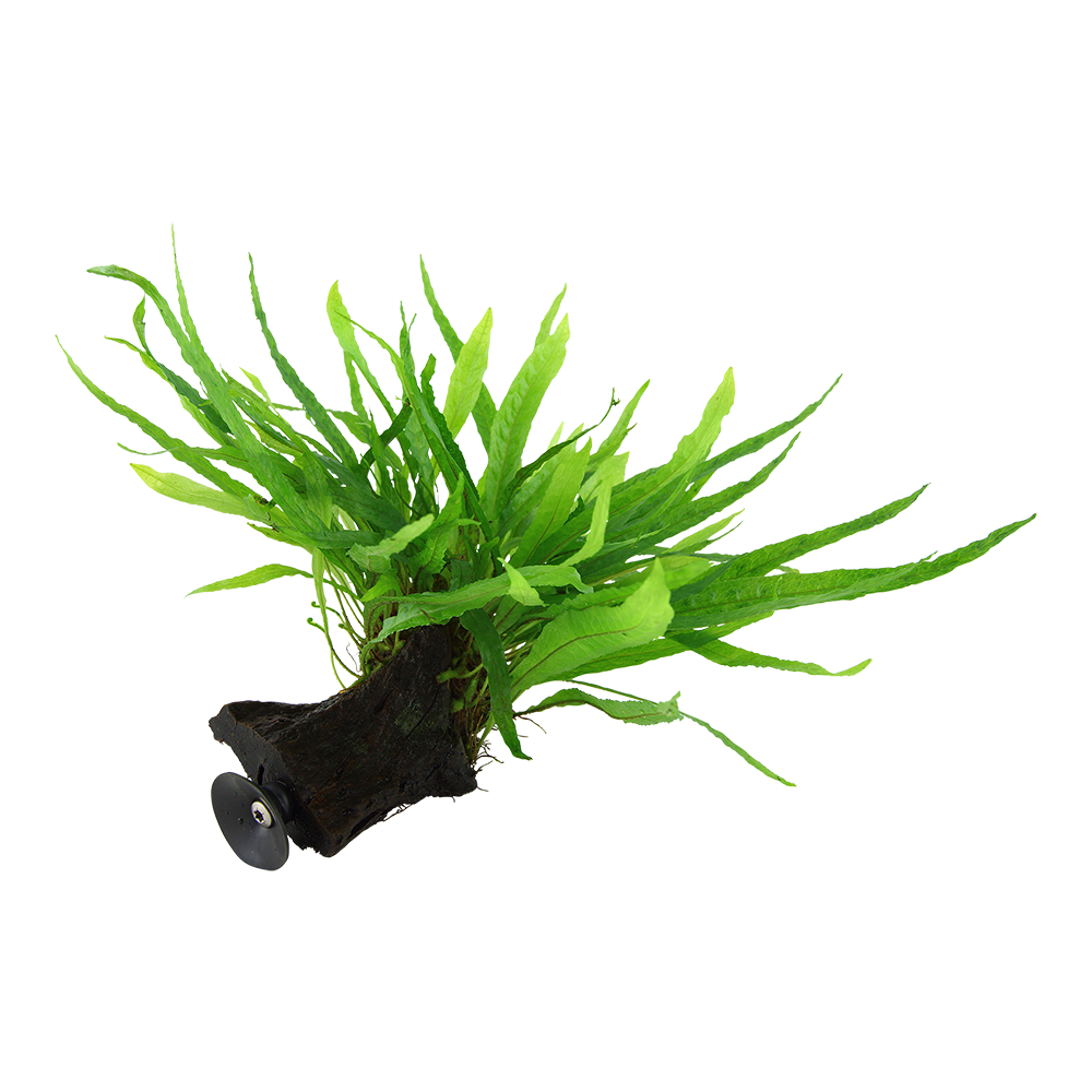 Microsorum pteropus 'Narrow' on wood