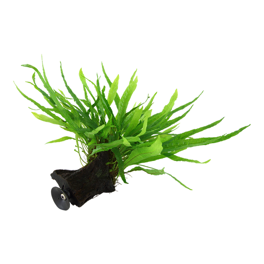 Microsorum pteropus 'Narrow' on wood