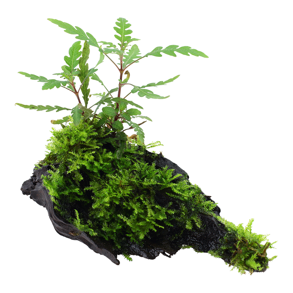 Hygrophila pinnatifida and moss on mangrove wood