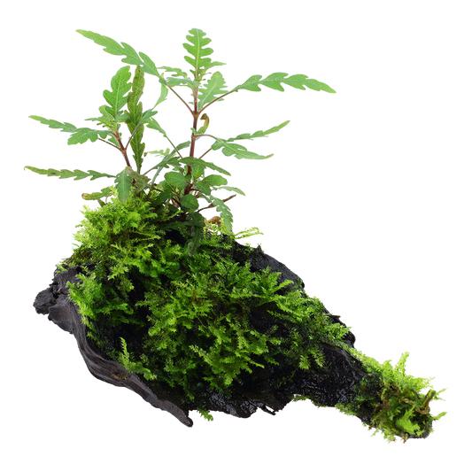 Hygrophila pinnatifida and moss on mangrove wood