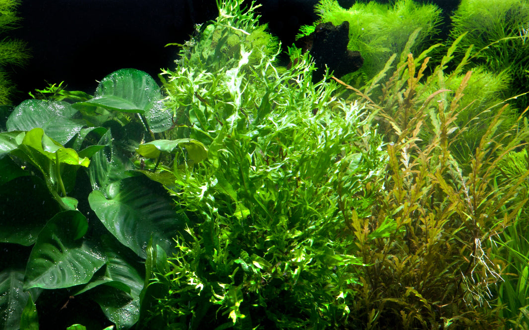 Microsorum pteropus 'Windeløv' on wood