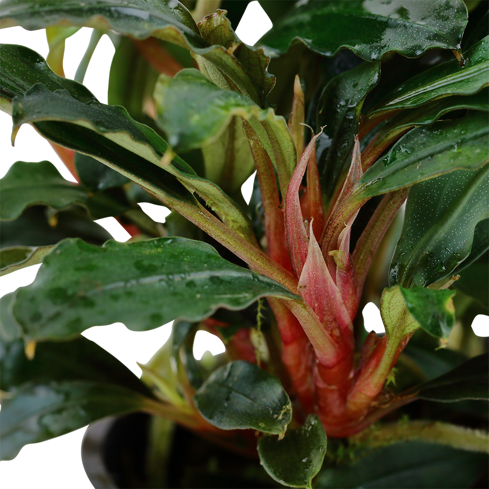 Becephalandra sp. 'Red'