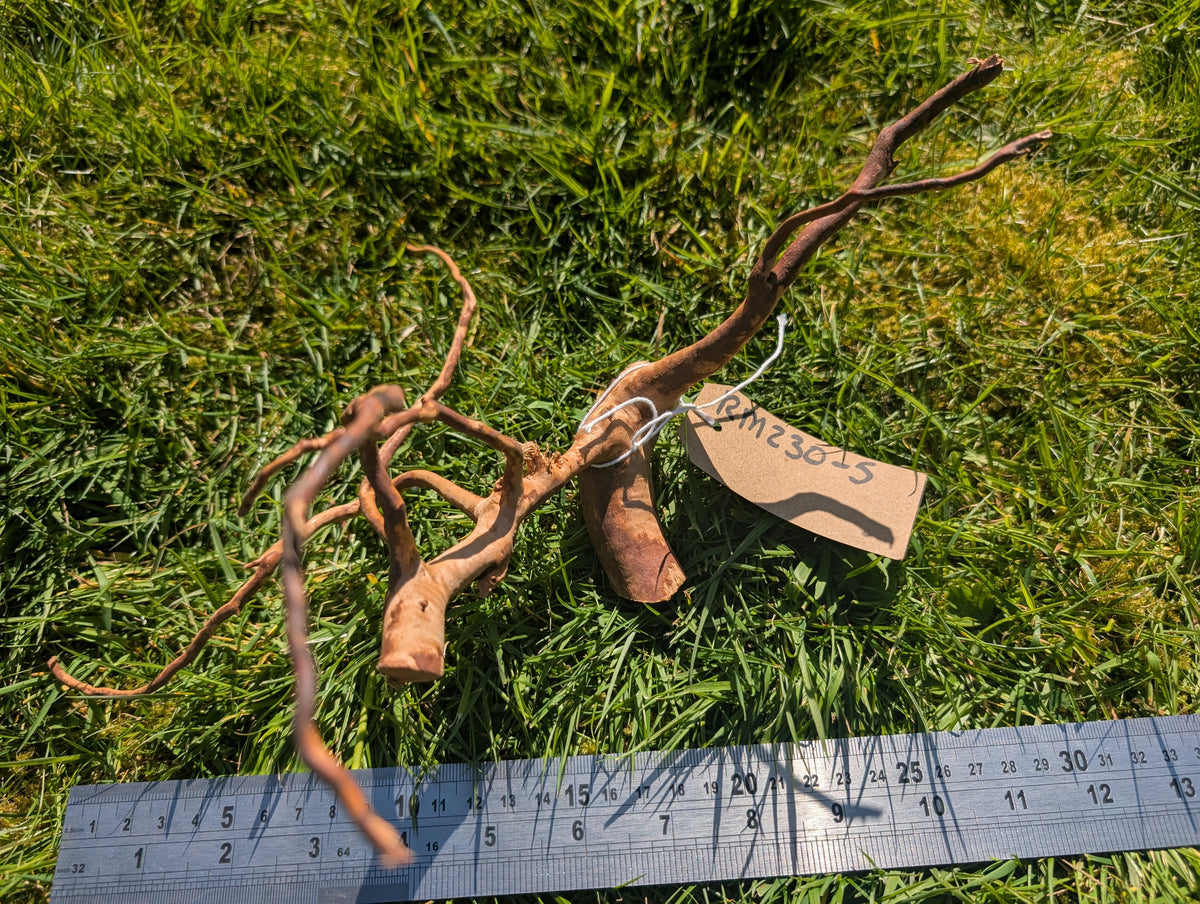 Red Moor Wood (20-30cm) Number 5