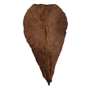 Betta Choice Catappa Leaves XL x 25