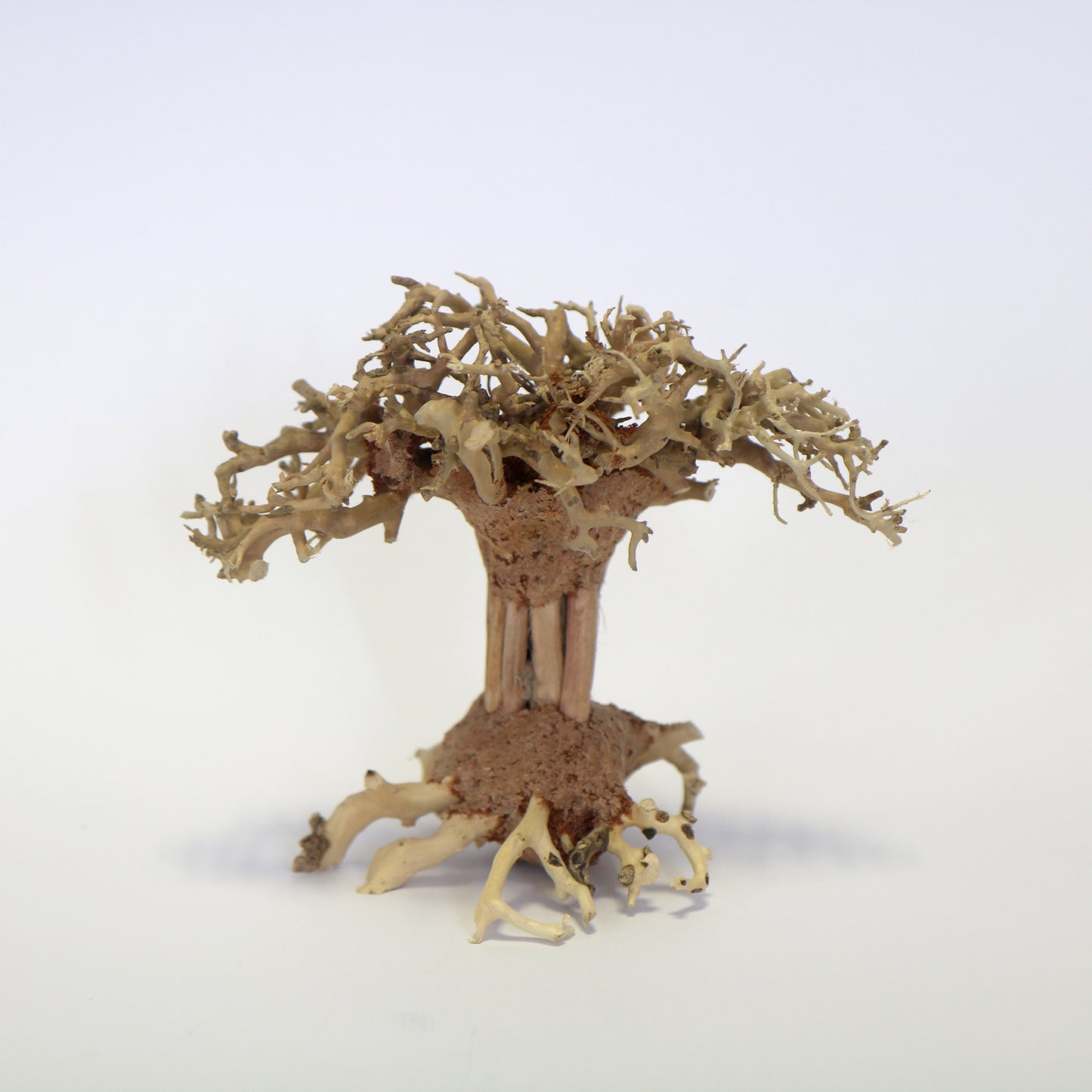 Pagoda Bonsai Tree Small