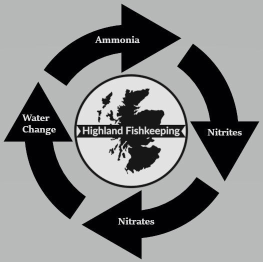 Fishkeeping Focus #1: The Nitrogen Cycle