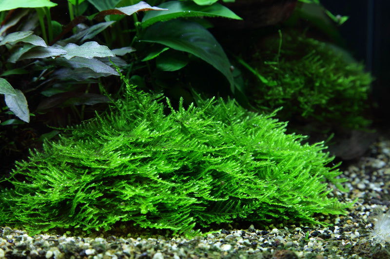 Taxiphyllum sp. 'Spiky Moss'