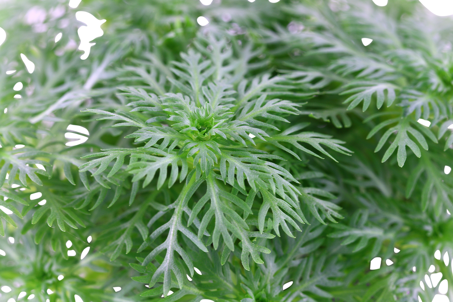 Hottonia Palustris
