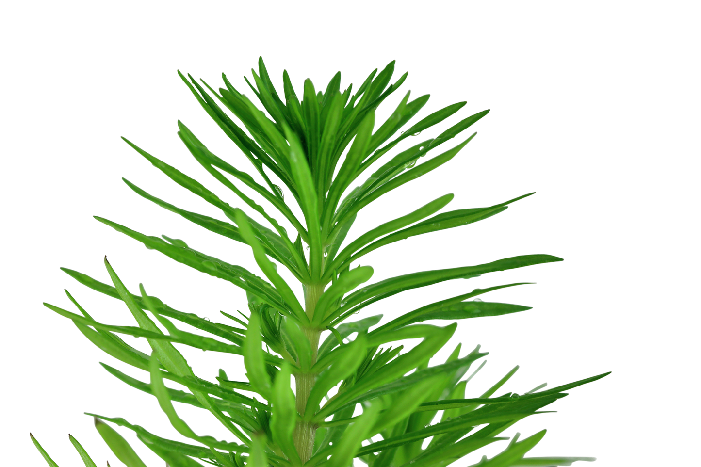 Pogostemon deccanensis