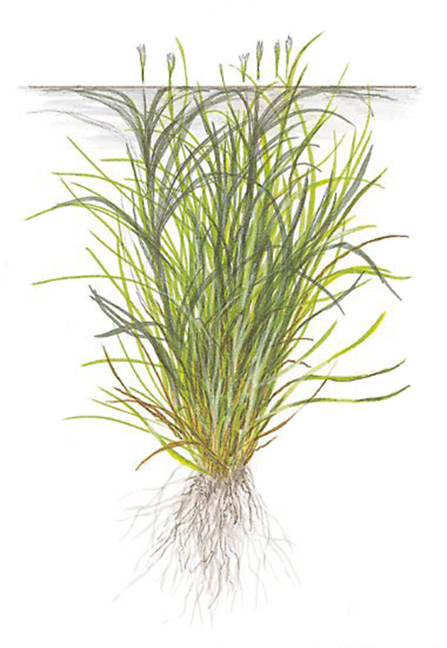 Blyxa Japonica