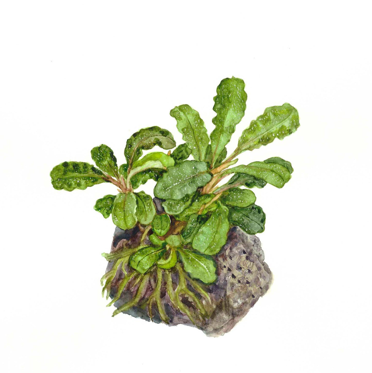 Bucephalandra pygmaea 'Bukit Kelam'