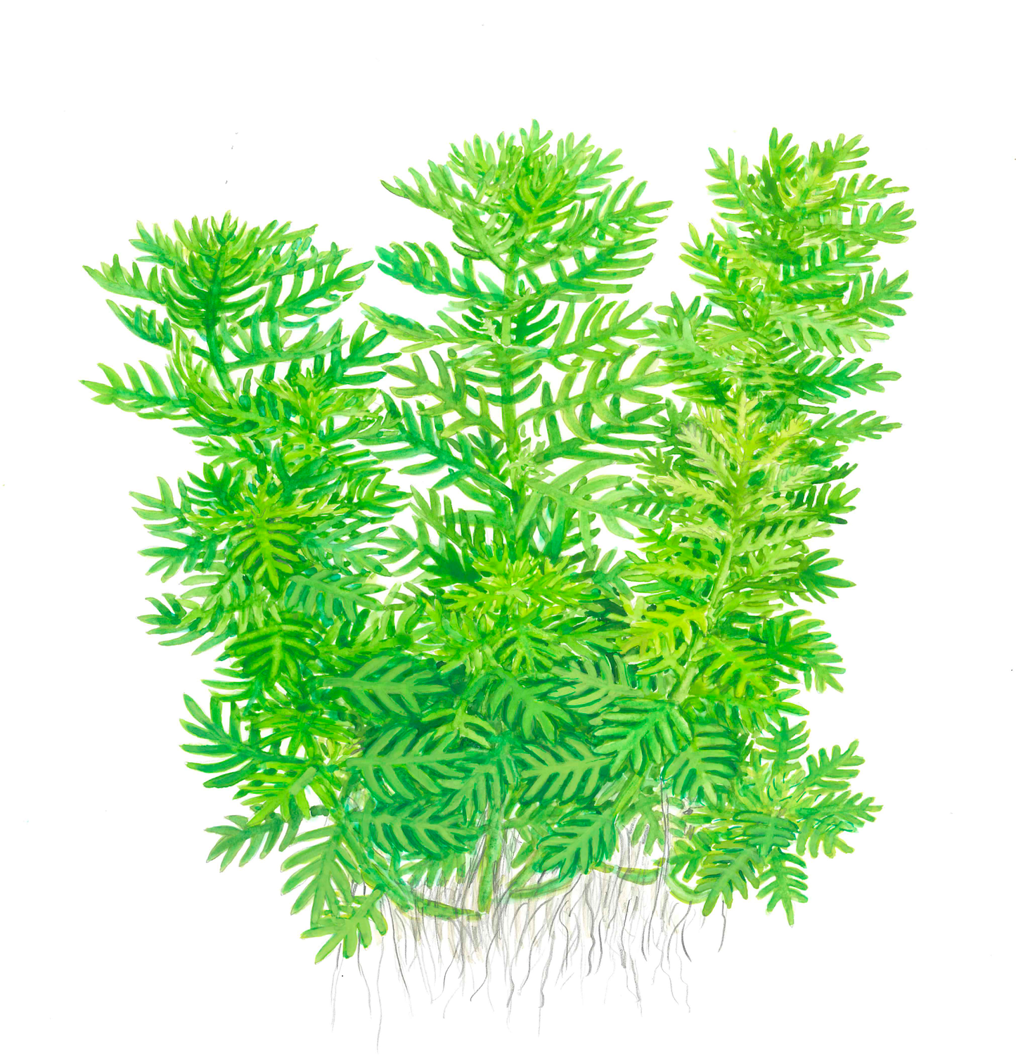 Hottonia Palustris TC