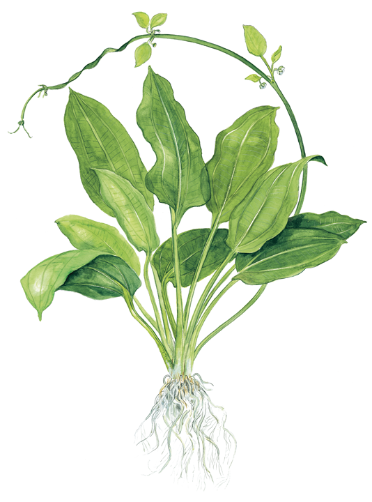 Echinodorus Grisebachii 'Bleherae'