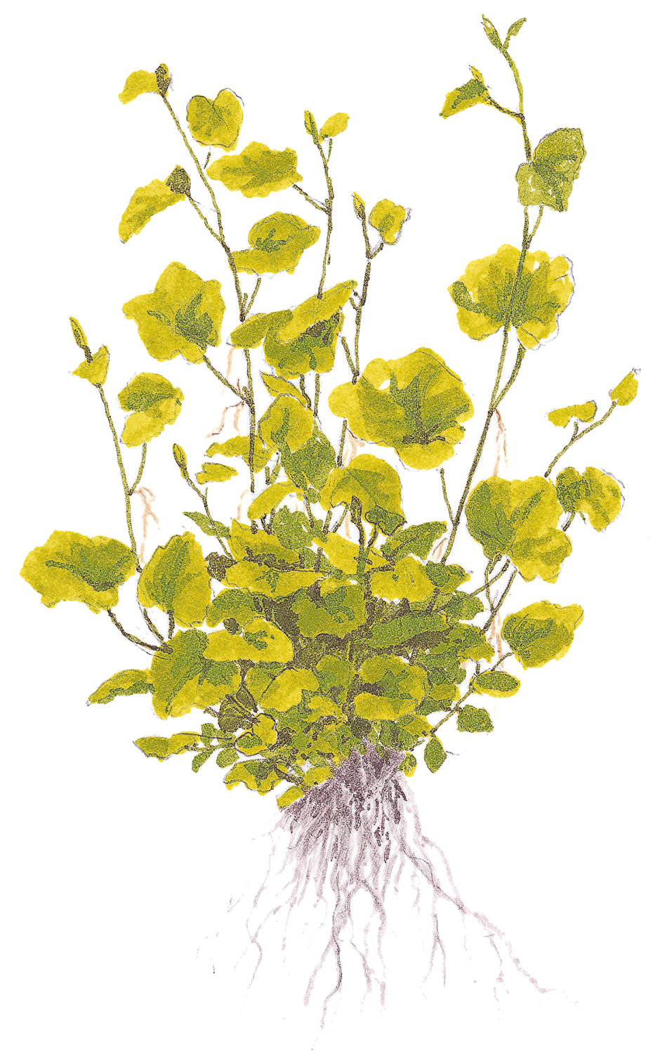 Cardamine Lyrata