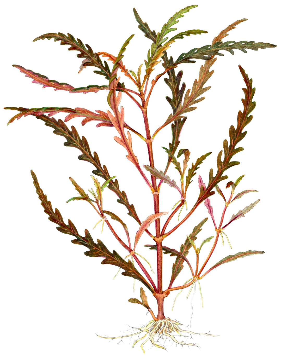 Hydrocotyle Pinnatifida