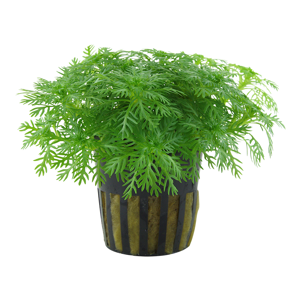 Hottonia Palustris