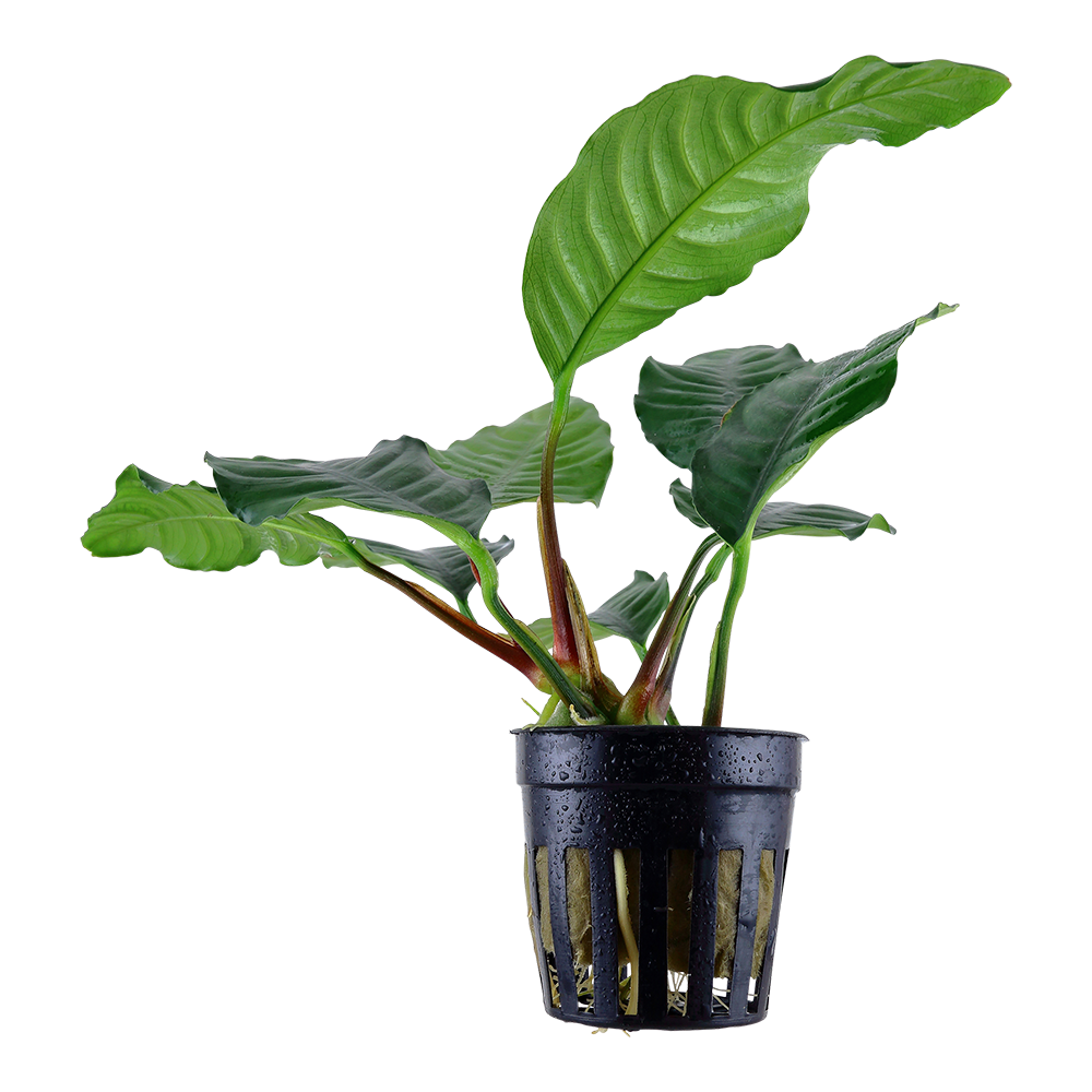 Anubias barteri var. 'Coffeifolia'