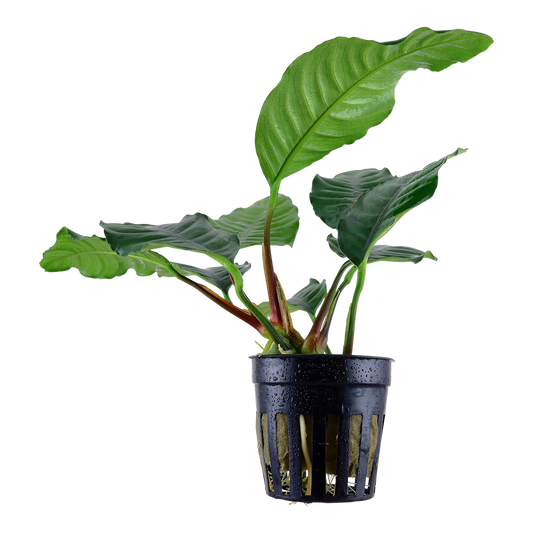 Anubias barteri var. 'Coffeifolia'