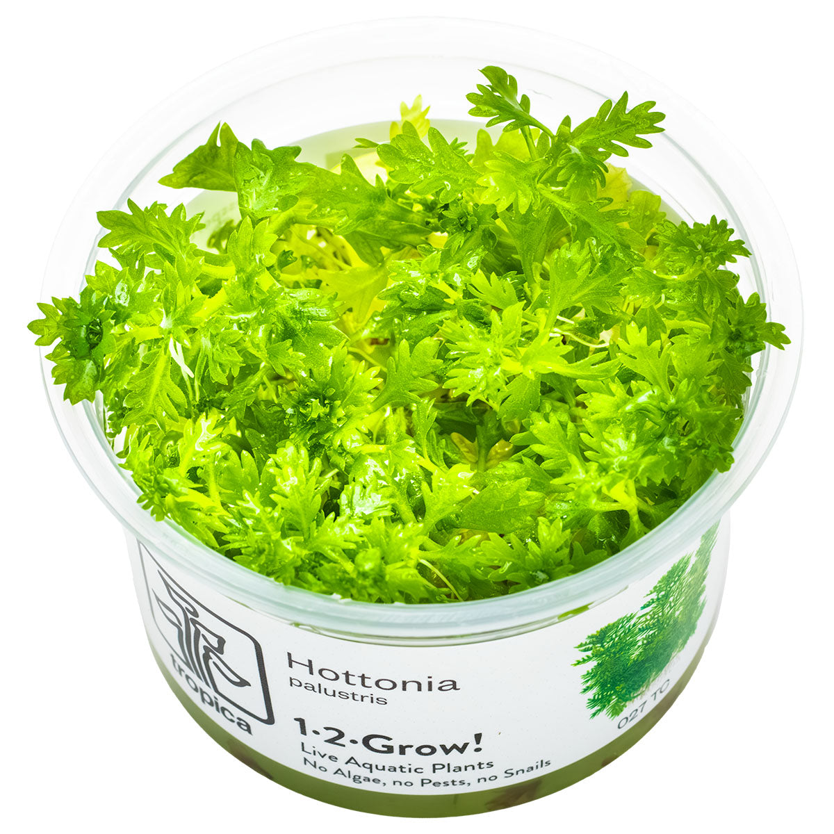 Hottonia Palustris TC