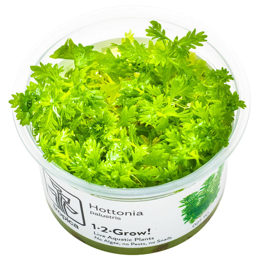 Hottonia Palustris TC